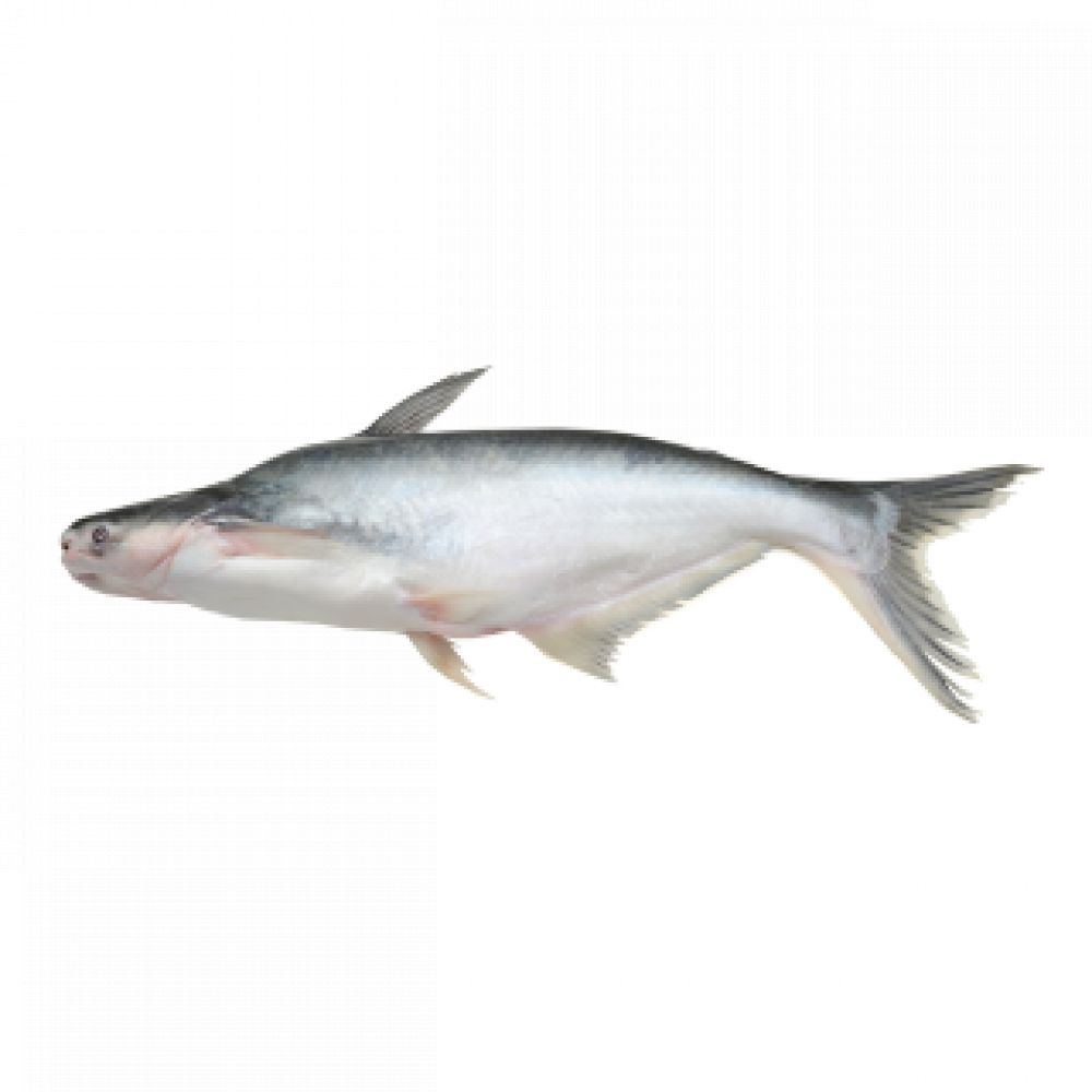 Catfish 4KG