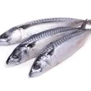 Mackerel Fish / Titus (Norway)