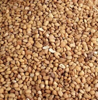 Honey Beans