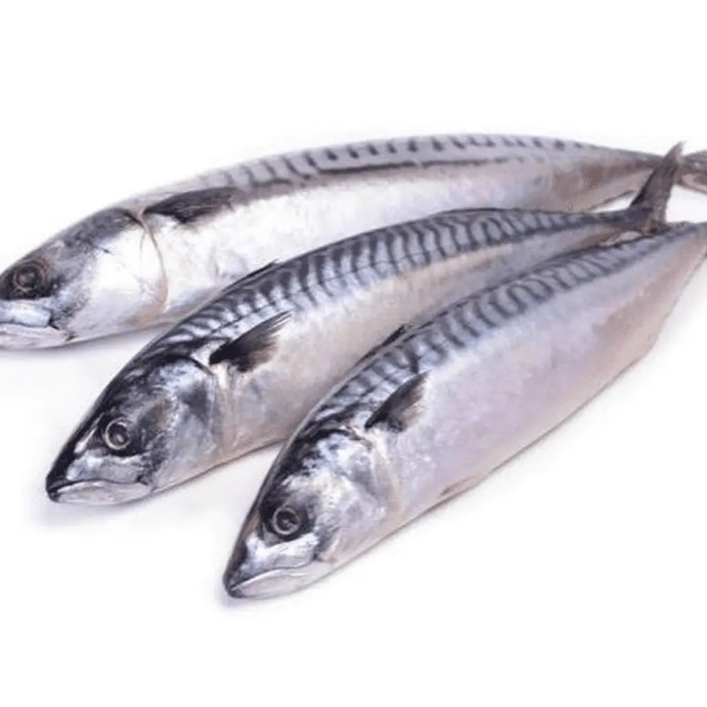 Mackerel Fish / Titus (Norway)