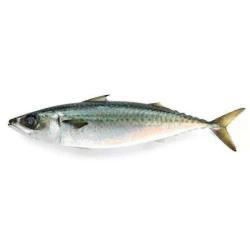 Thomson - Norway (sese) 1Kg
